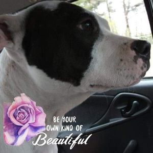 Meet your Posher, Robin